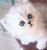 Napolean kittens in California